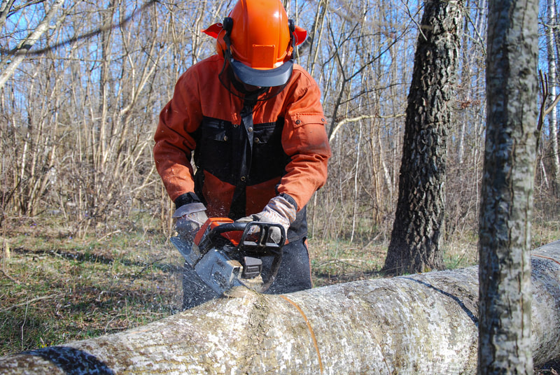 a worker cutting a big tree slab
